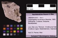 Foto (Objekt + Etiketten) von Cracensigillatus acutirostrus (Moericke, 1889) (NHMW-GEO-1990-0041-0203)